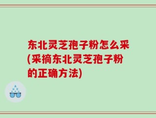 东北灵芝孢子粉怎么采(采摘东北灵芝孢子粉的正确方法)