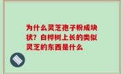 为什么灵芝孢子粉成块状？白桦树上长的类似灵芝的东西是什么