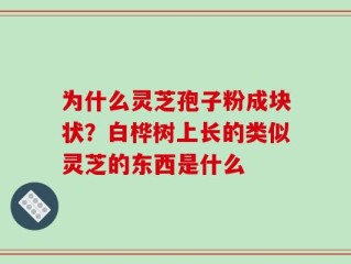 为什么灵芝孢子粉成块状？白桦树上长的类似灵芝的东西是什么