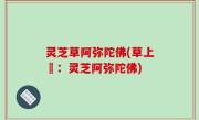 灵芝草阿弥陀佛(草上鮮：灵芝阿弥陀佛)