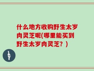 什么地方收购野生太岁肉灵芝呢(哪里能买到野生太岁肉灵芝？)