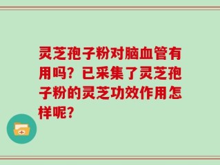 灵芝孢子粉对脑血管有用吗？已采集了灵芝孢子粉的灵芝功效作用怎样呢？