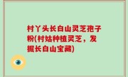 村丫头长白山灵芝孢子粉(村姑种植灵芝，发掘长白山宝藏)
