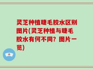 灵芝种植睫毛胶水区别图片(灵芝种植与睫毛胶水有何不同？图片一览)