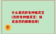 什么是仿野生种植灵芝(仿野生种植灵芝：接近自然的健康选择)