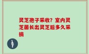 灵芝孢子采收？室内灵芝菌长出灵芝后多久采摘