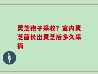 灵芝孢子采收？室内灵芝菌长出灵芝后多久采摘