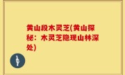 黄山段木灵芝(黄山探秘：木灵芝隐现山林深处)