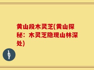 黄山段木灵芝(黄山探秘：木灵芝隐现山林深处)