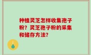 种植灵芝怎样收集孢子粉？灵芝孢子粉的采集和储存方法？