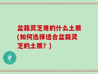 盆栽灵芝用的什么土质(如何选择适合盆栽灵芝的土质？)