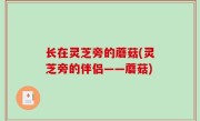 长在灵芝旁的蘑菇(灵芝旁的伴侣——蘑菇)