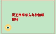 灵芝雨季怎么办种植呢视频