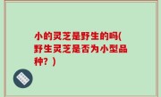 小的灵芝是野生的吗(野生灵芝是否为小型品种？)