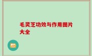 毛灵芝功效与作用图片大全