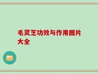 毛灵芝功效与作用图片大全