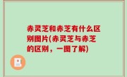 赤灵芝和赤芝有什么区别图片(赤灵芝与赤芝的区别，一图了解)