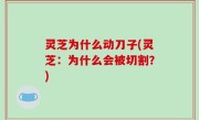 灵芝为什么动刀子(灵芝：为什么会被切割？)