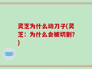 灵芝为什么动刀子(灵芝：为什么会被切割？)