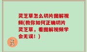 灵芝草怎么切片图解视频(教你如何正确切片灵芝草，看图解视频学会无误！)