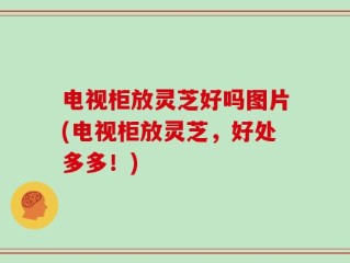 电视柜放灵芝好吗图片(电视柜放灵芝，好处多多！)