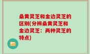 桑黄灵芝和金边灵芝的区别(分辨桑黄灵芝和金边灵芝：两种灵芝的特点)