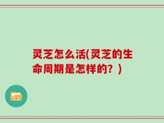 灵芝怎么活(灵芝的生命周期是怎样的？)