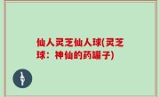 仙人灵芝仙人球(灵芝球：神仙的药罐子)