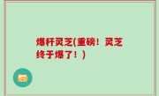 爆秆灵芝(重磅！灵芝终于爆了！)