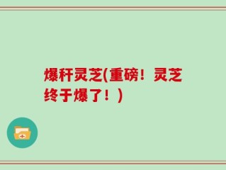 爆秆灵芝(重磅！灵芝终于爆了！)