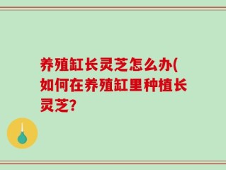 养殖缸长灵芝怎么办(如何在养殖缸里种植长灵芝？