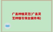 广昌种植灵芝(广昌灵芝种植引领全国市场)