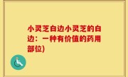小灵芝白边小灵芝的白边：一种有价值的药用部位)