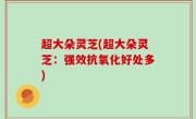 超大朵灵芝(超大朵灵芝：强效抗氧化好处多)
