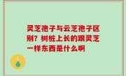 灵芝孢子与云芝孢子区别？树桩上长的跟灵芝一样东西是什么啊