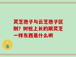 灵芝孢子与云芝孢子区别？树桩上长的跟灵芝一样东西是什么啊