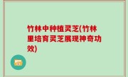 竹林中种植灵芝(竹林里培育灵芝展现神奇功效)