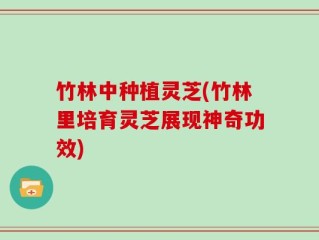 竹林中种植灵芝(竹林里培育灵芝展现神奇功效)
