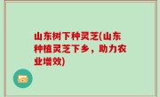 山东树下种灵芝(山东种植灵芝下乡，助力农业增效)