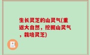 生长灵芝的山灵气(重返大自然，挖掘山灵气，栽培灵芝)