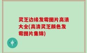灵芝边缘发霉图片高清大全(高清灵芝颜色发霉图片集锦)