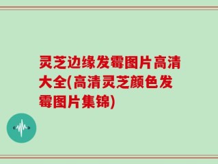 灵芝边缘发霉图片高清大全(高清灵芝颜色发霉图片集锦)