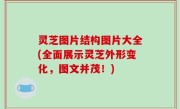 灵芝图片结构图片大全(全面展示灵芝外形变化，图文并茂！)