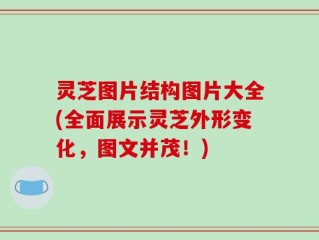 灵芝图片结构图片大全(全面展示灵芝外形变化，图文并茂！)