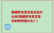 西藏野生灵芝生长在什么树(西藏野生灵芝生长的树种是什么？)