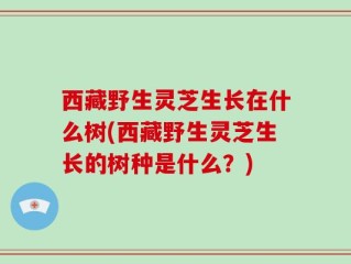 西藏野生灵芝生长在什么树(西藏野生灵芝生长的树种是什么？)