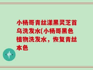 小杨哥青丝漾黑灵芝首乌洗发水(小杨哥黑色植物洗发水，恢复青丝本色