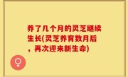 养了几个月的灵芝继续生长(灵芝养育数月后，再次迎来新生命)