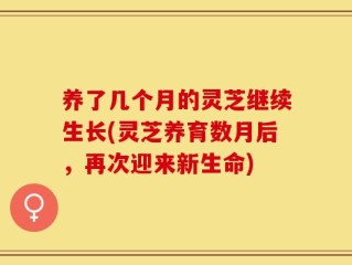 养了几个月的灵芝继续生长(灵芝养育数月后，再次迎来新生命)