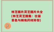 林芝图片灵芝图片大全(林芝灵芝图集：壮丽景色与稀有药材并存)